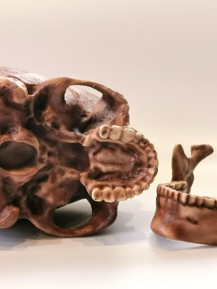Homo Sapiens Cro-Magnon Skull Replica, Prehistoric Fossil Collection, Realistic Hominid Skull, Museum Quality