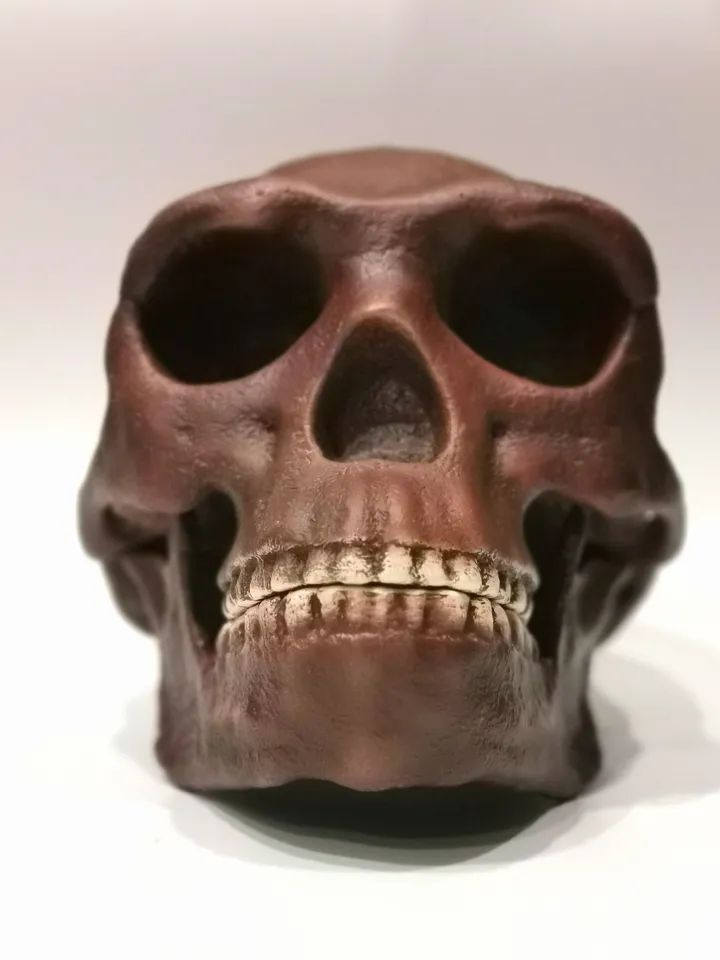 Homo Erectus Pekinensis Skull Replica, Prehistoric Fossil Collection, Realistic Hominid Skull, Museum Quality