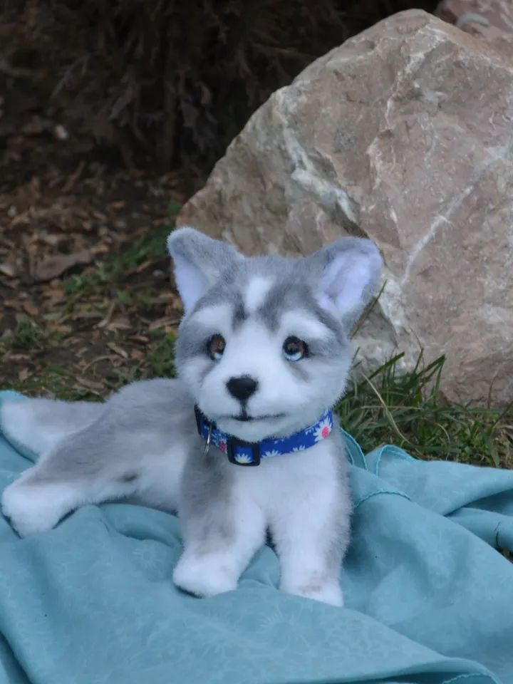 Husky puppy
