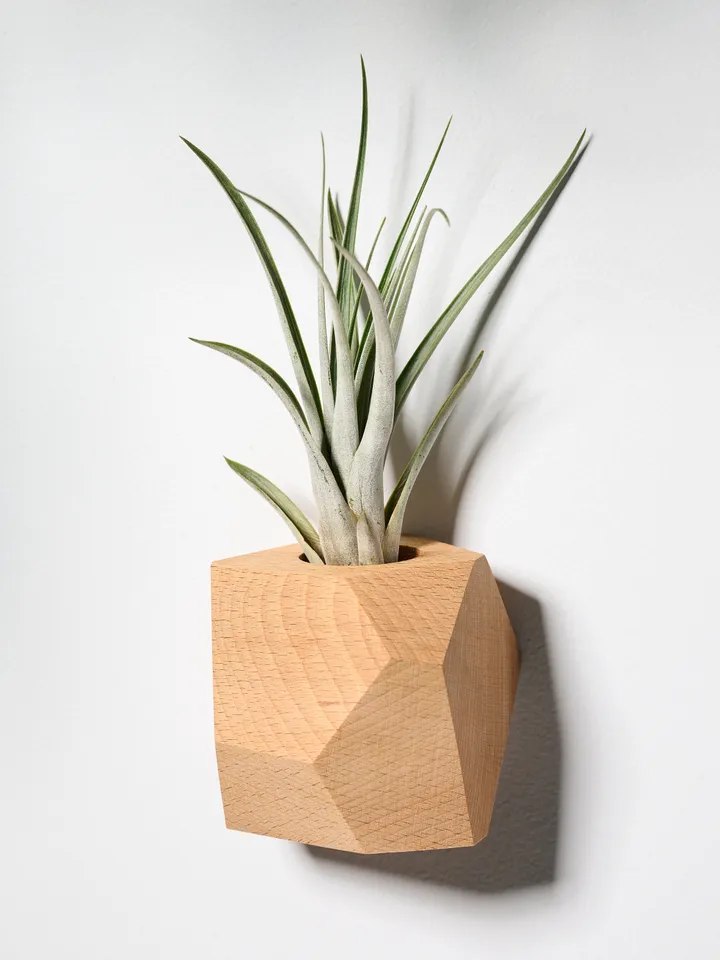 Set of 4 Beech Wood Geometric Air Plant Holder