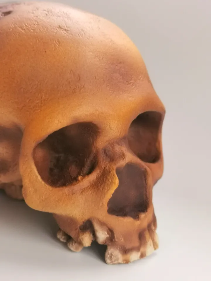 Homo Neanderthal from Teshik-Tosh Skull Replica, Prehistoric Fossil Collection, Realistic Hominid Skull, Museum Quality