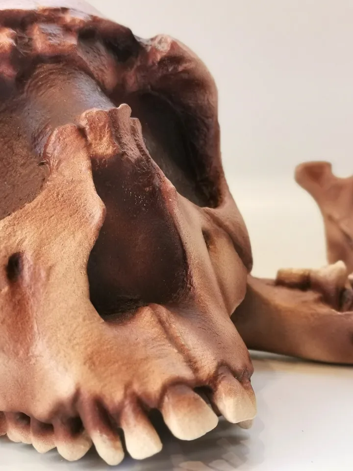 Homo Ergaster Skull Replica Turkana Boy, Prehistoric Fossil Collection, Realistic Hominid Skull, Museum Quality