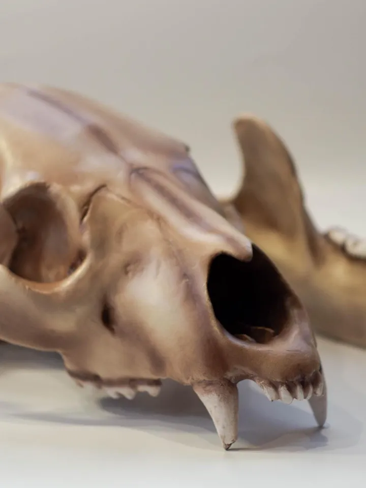 Bear Anatomical Skull Replica, Black bear skull, Skull Decoration for Halloween, Oddities Faux Taxidermy