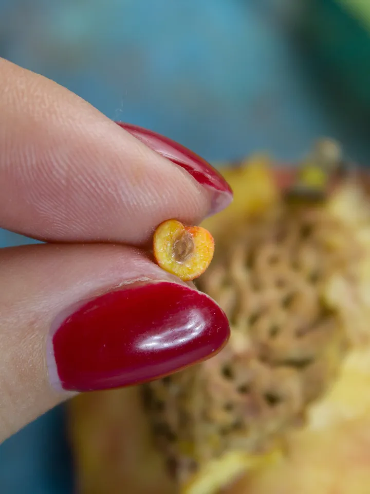 TUTORIAL Miniature peaches with polymer clay