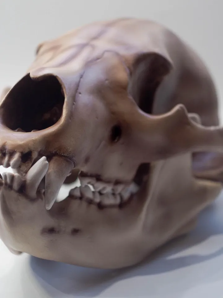 Bear Anatomical Skull Replica, Black bear skull, Skull Decoration for Halloween, Oddities Faux Taxidermy