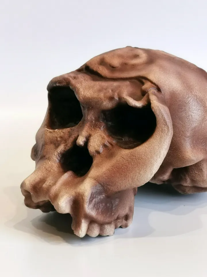 Homo Habilis OH 24 Twiggy Skull Replica, Prehistoric Fossil Collection, Realistic Hominid Skull, Museum Quality