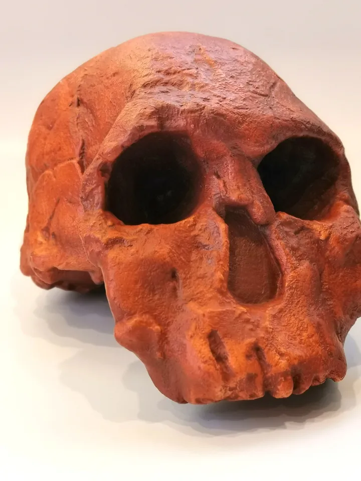 Homo Rudolfensis Skull Replica (KNM-ER), Prehistoric Fossil Collection, Realistic Hominid Skull