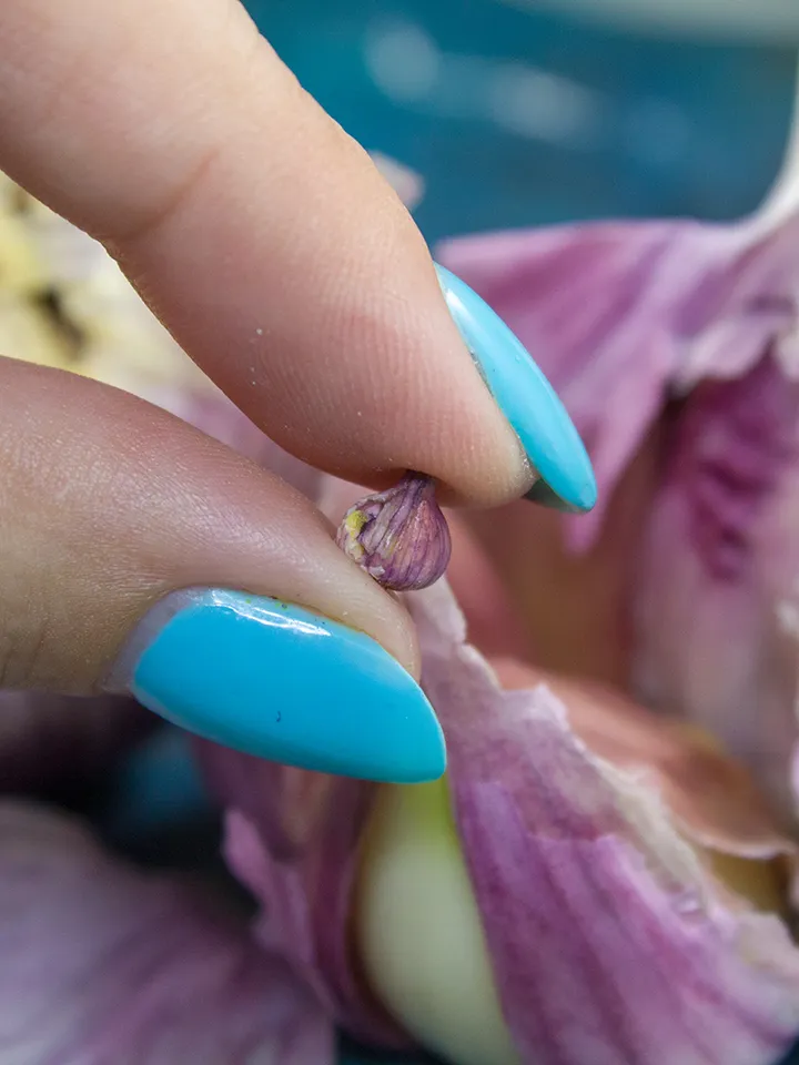 TUTORIAL Miniature garlic with polymer clay