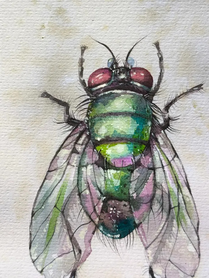 Watercolor. Green Fly.
