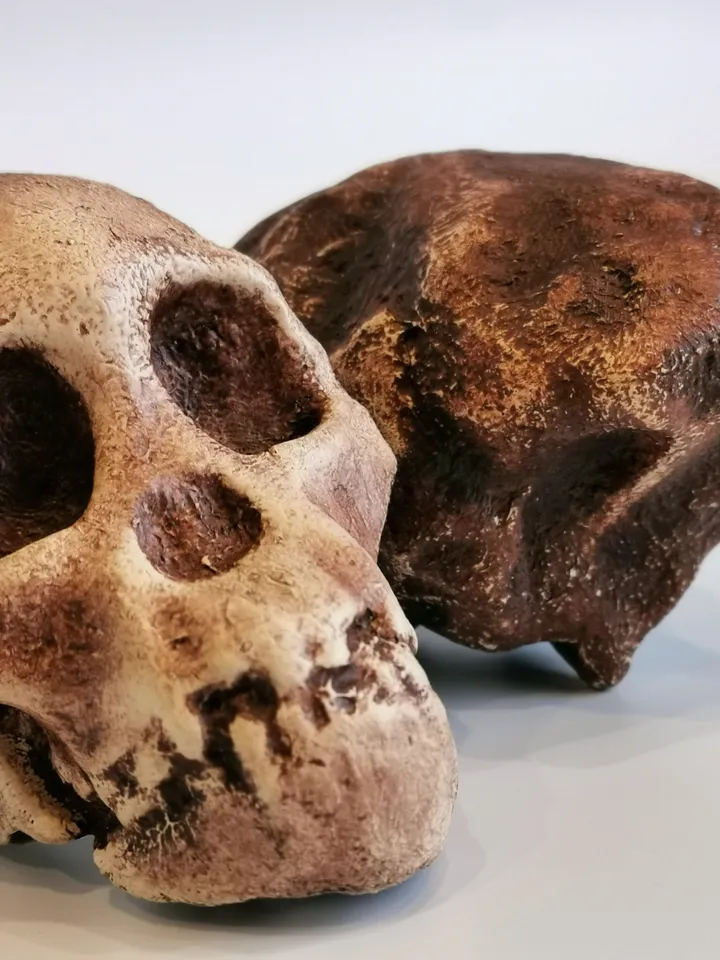 Taung Child Australopithecus Africanus Skull Replica, Prehistoric Fossil Collection, Realistic Hominid Skull, Museum Quality
