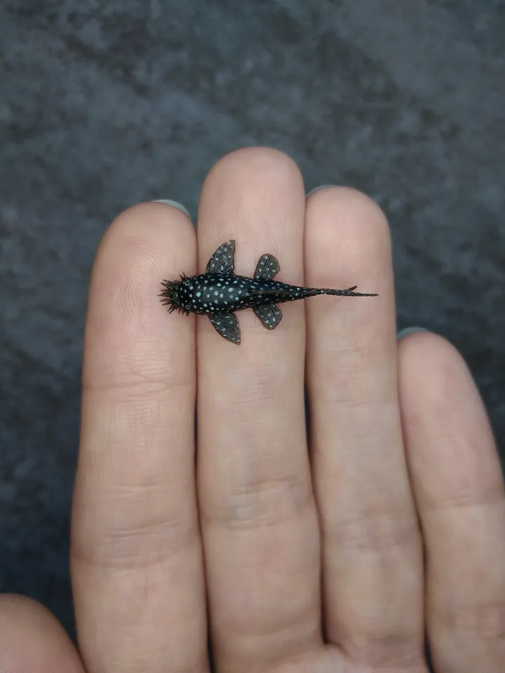 Set of miniature aquarium fish 25 pcs, tiny fish for diorama, dollhouse or resin art