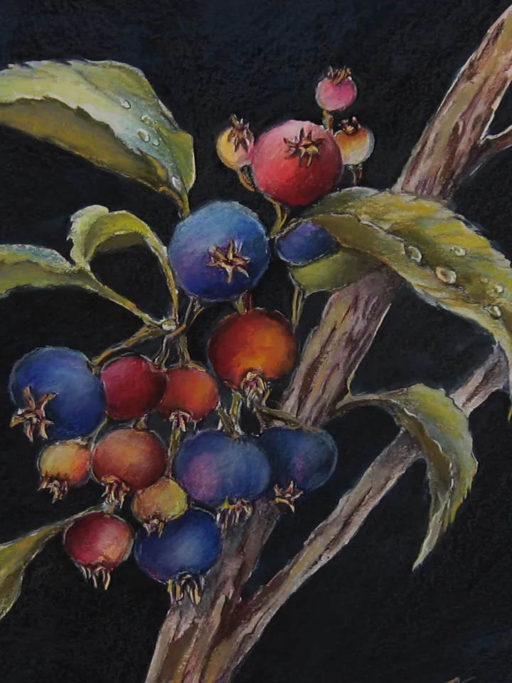 Shadberry. Watercolor painting with berries on a branch 10х12 inches