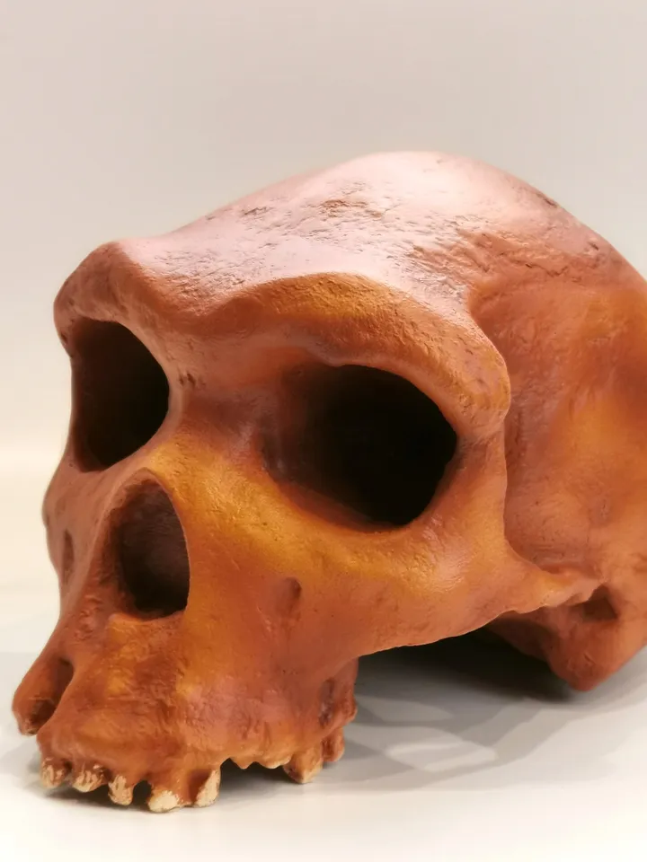 Homo Heidelbergensis Rhodesian Man Skull Replica, Prehistoric Fossil Collection, Realistic Hominid Skull, Museum Quality