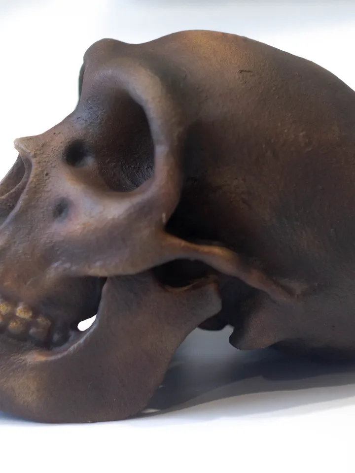 Homo Neanderthal from Spi Cave Skull Replica, Prehistoric Fossil Collection, Realistic Hominid Skull