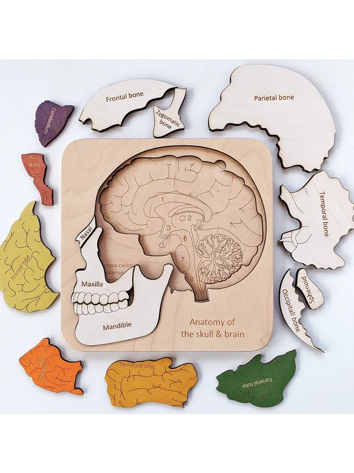 Wooden Puzzle Skull Brain structure puzzle Montessori Wooden puzzle Anatomy game science play