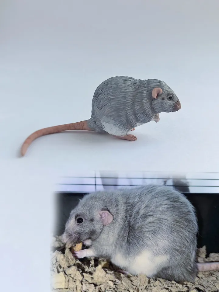 Small rat from photo