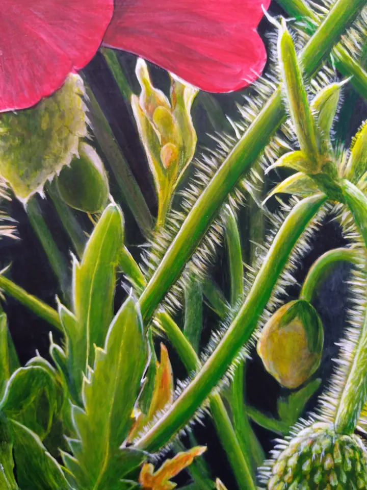 Poppies
