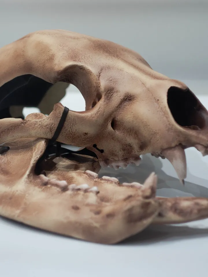 Bear Skull Helmet, Cosplay Bear head Mask, Animal Skull mask, realistic bear mask, tribal headpiece, Headpiece skull, DIY
