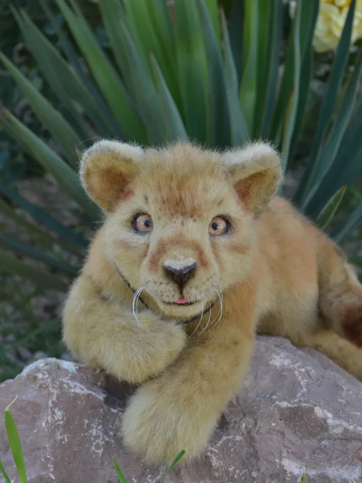 Lion cub