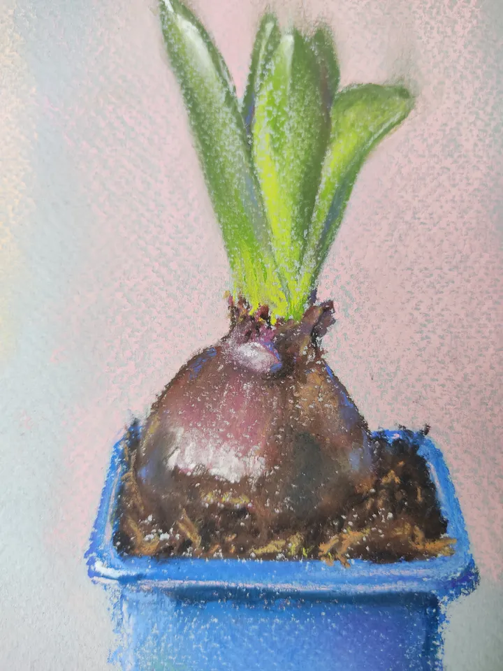 Hyacinth. Stages of flowering. Original soft pastel drawing.