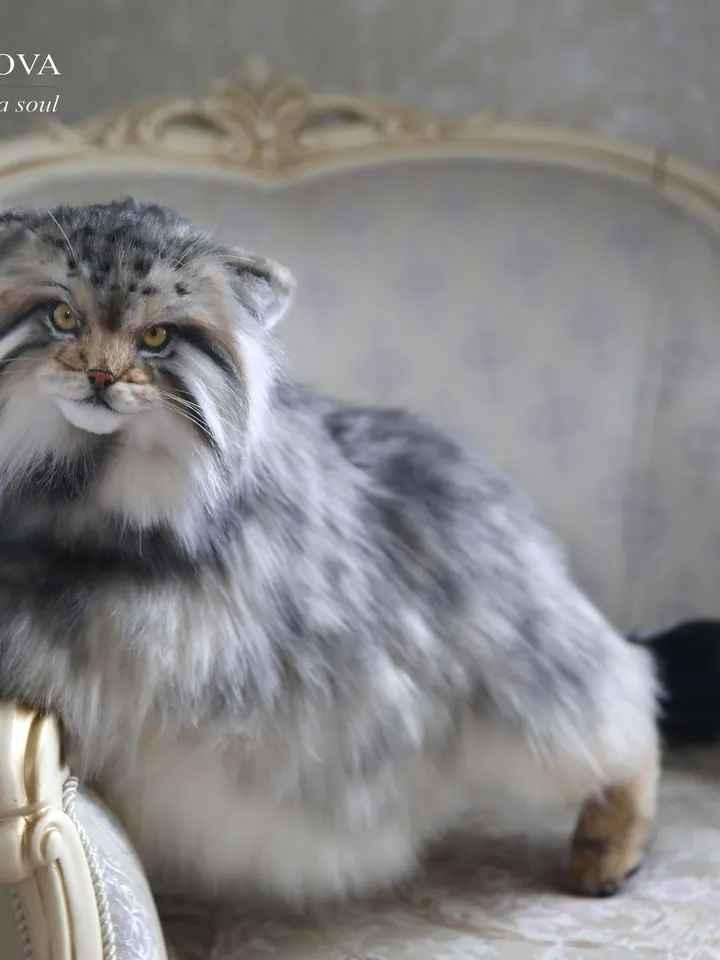 Pallas cat Nusha realistic plush animals. Ooak toy. Realistic manul stuffed toy (READY TO SHIP)