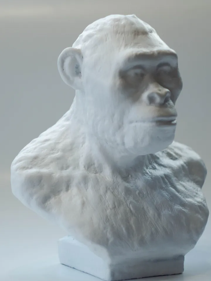 Australopithecus Africanus resin bust statue, Museum Quality Anthropology Model for Study