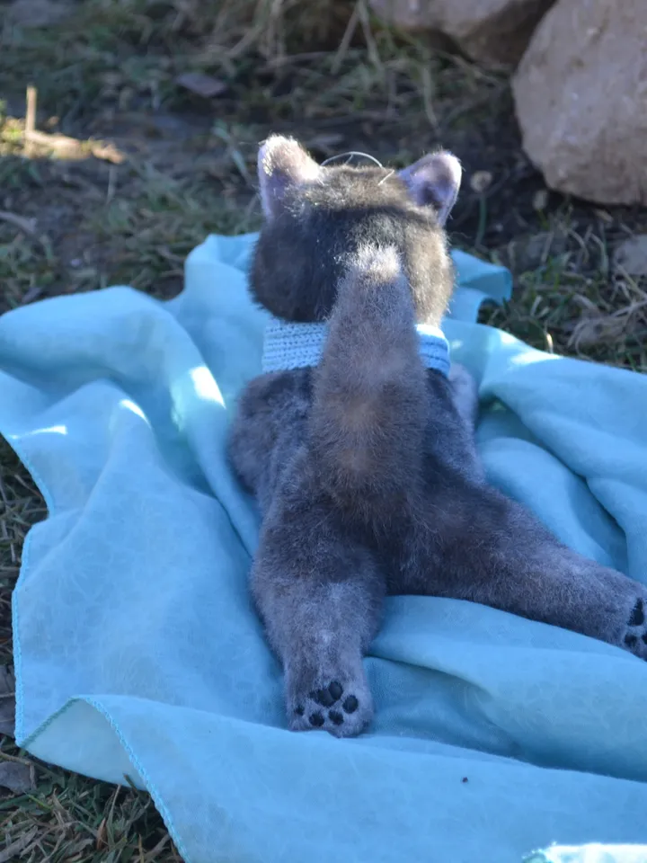 Kitten Turtle