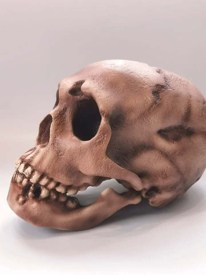 Homo Neanderthal Skull Replica, Prehistoric Fossil Collection, Realistic Hominid Skull