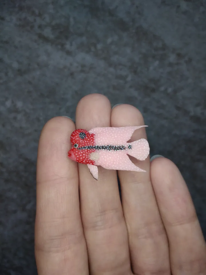 Set of miniature aquarium fish 25 pcs, tiny fish for diorama, dollhouse or resin art
