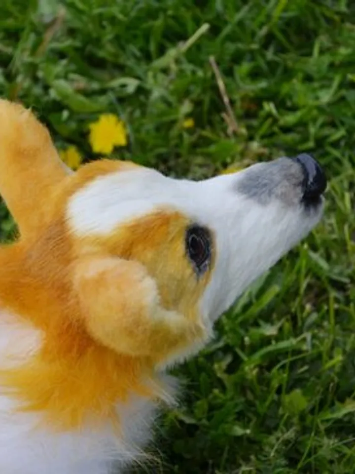 Corgi dog. Stuffed toy dog.