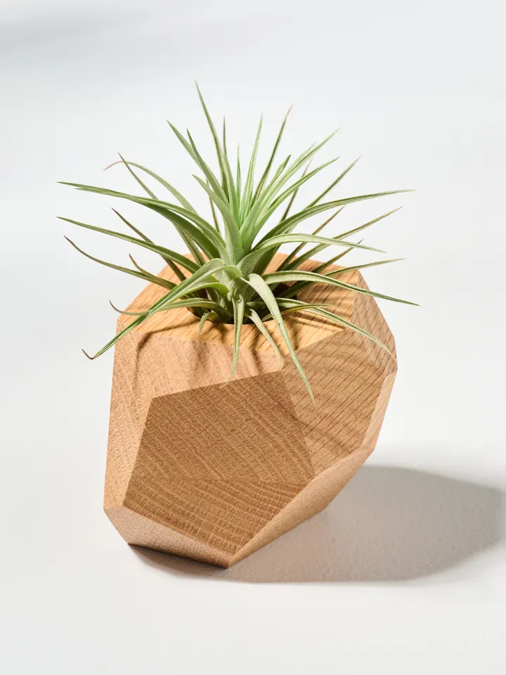 Set of 4 Red Oak Geometric Air Plant Holder