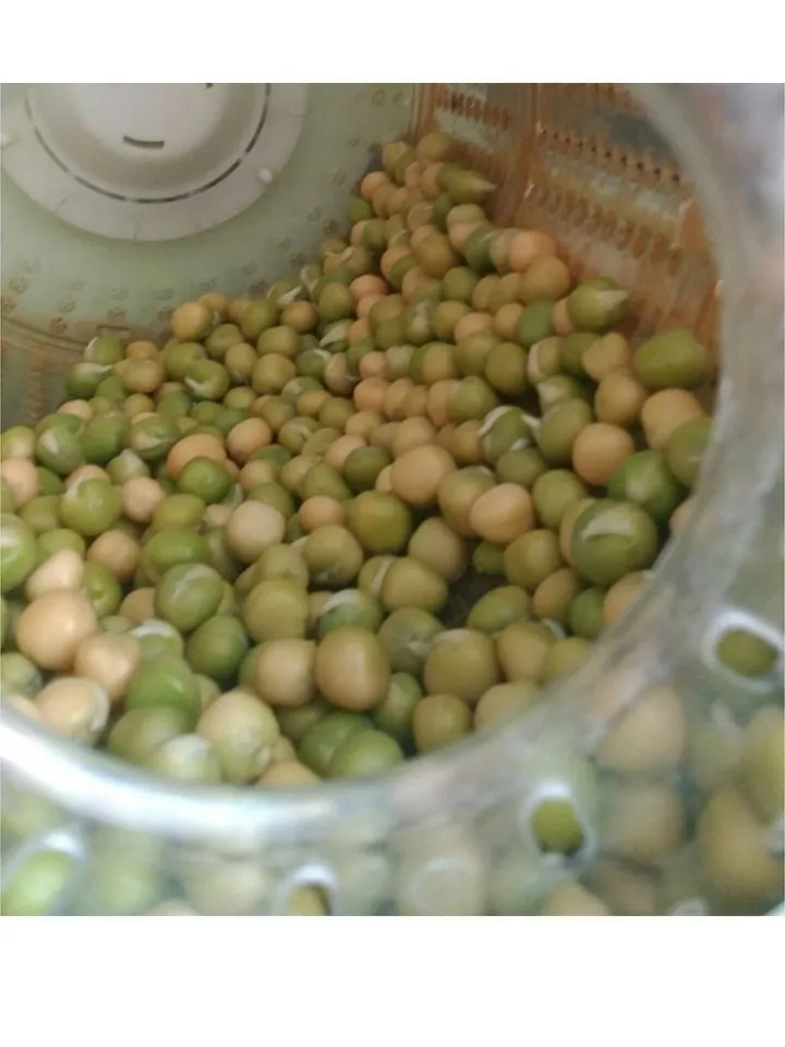 Automatic seed germinator Vitaseed Rota Garden Suba Seeds Vitaseed germinator