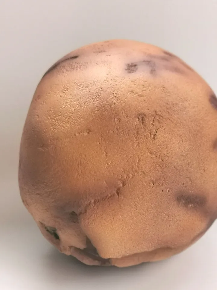 Homo Neanderthal from Teshik-Tosh Skull Replica, Prehistoric Fossil Collection, Realistic Hominid Skull, Museum Quality