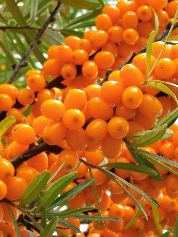 Wild Buckthorn Dried, 1000gr.(35.27oz)