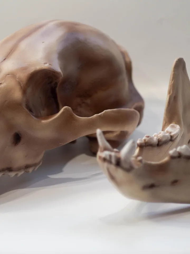 Bear Anatomical Skull Replica, Black bear skull, Skull Decoration for Halloween, Oddities Faux Taxidermy