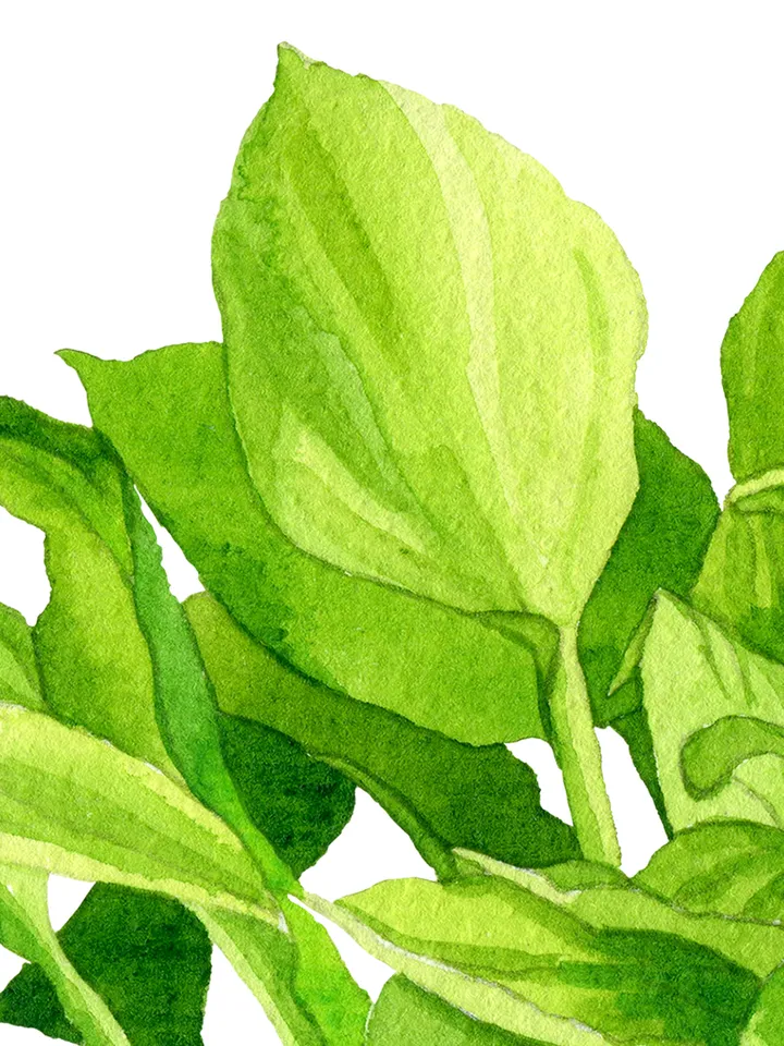 Watercolor clip art with green leaves hosta 2, Digital watercolor file PNG and JPEG for design and print Illustration