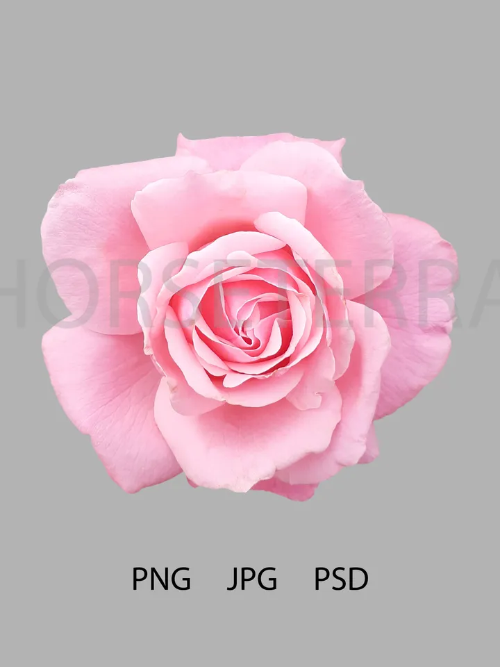 Gorgeous pink rose. PSD image for printing. PSD file, PNG file, JPG file
