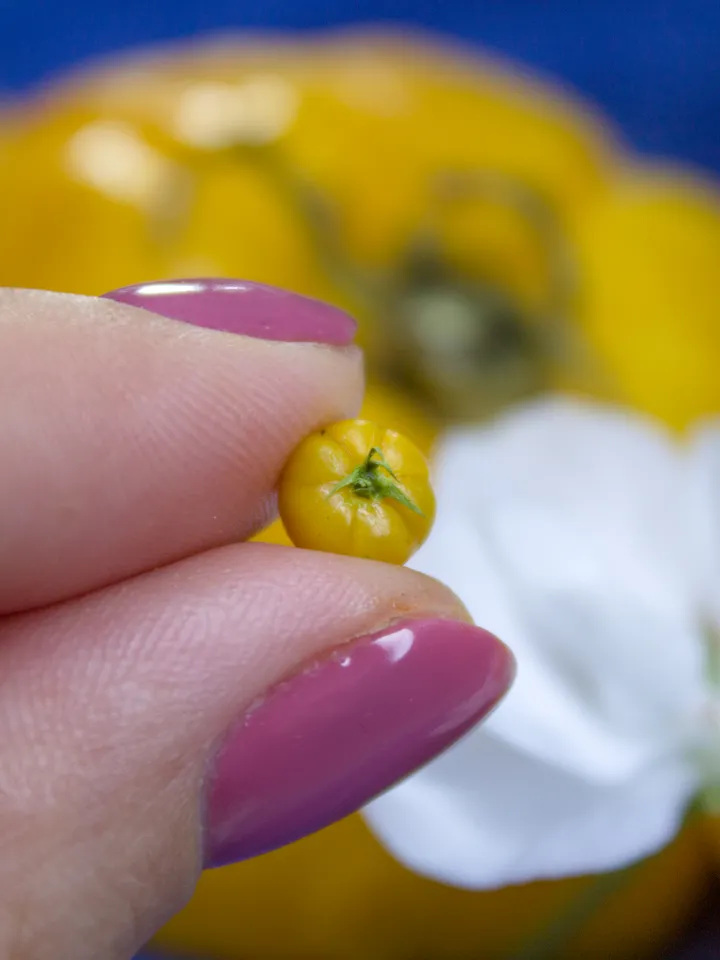 TUTORIAL Miniature big yellow tomato cane with polymer clay