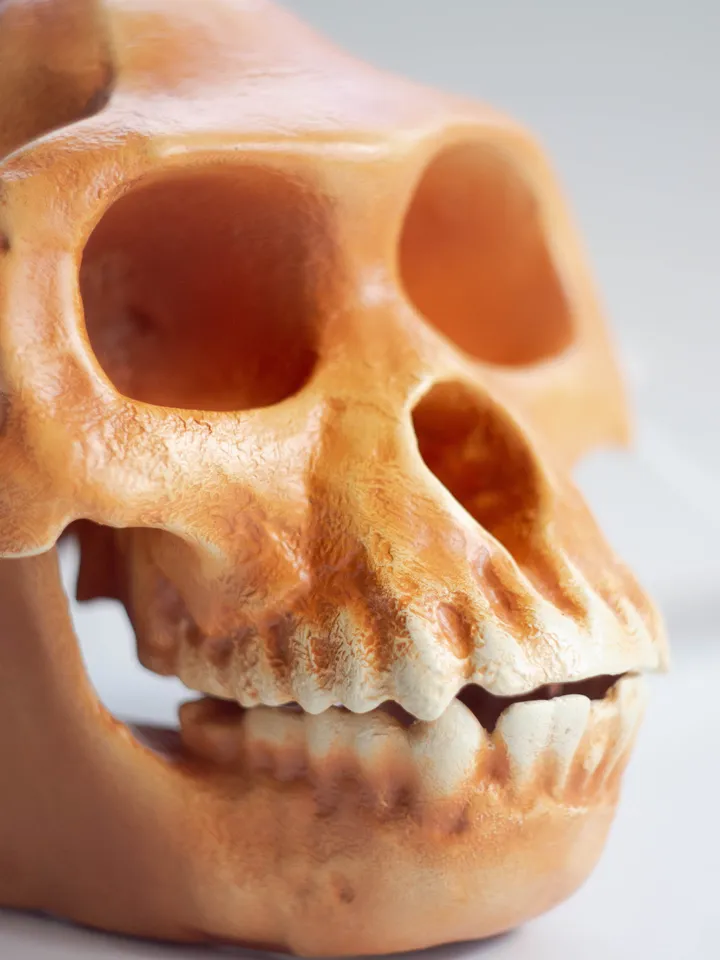 Ardipithecus Ramidus Skull Replica, Prehistoric Fossil Collection, Realistic Hominid Skull, Ardipithecus Ramidus Skull BH-039