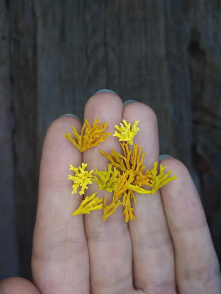 Set of miniature corals shades of yellow, tiny corals for diorama, dollhouse or resin art