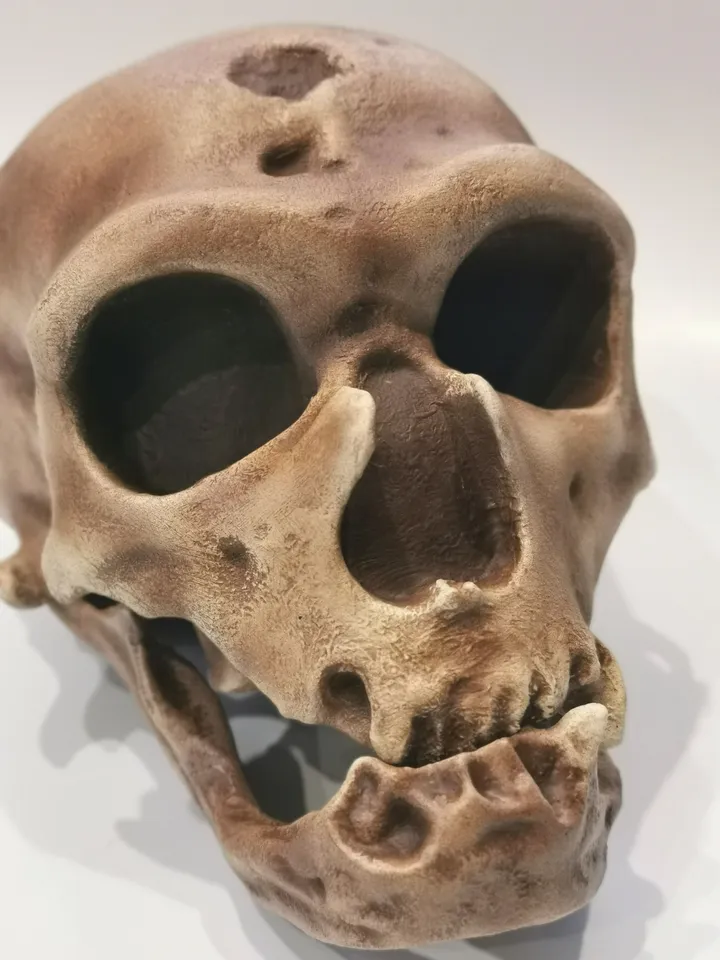 Homo Neanderthal Skull La Chapelle-aux-Saints Replica, The Old Man of La Chapelle, Prehistoric Fossil Collection, Realistic Hominid Skull