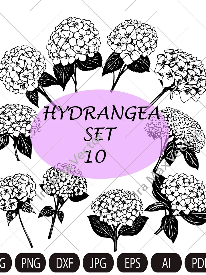 Hydrangea SVG, Hydrangea PNG , Vintage Botanical Line Art, Clip Art, sublimation, Logo Design, Engraving