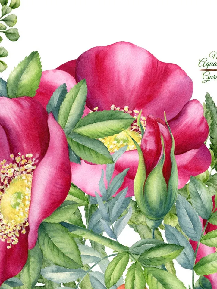 Wild rose and fern garlands wreaths Rosehip Botanical images Wedding decor Baby shower Holiday wishes Wall art Scrapbooking Printable PNG