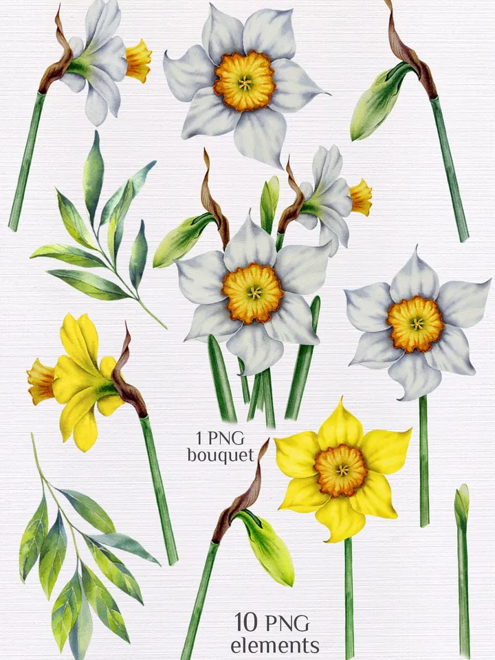 Daffodils narcissus flowers Watercolor hand-painted botanical illustrations Floral decoration DIY holiday wishes Scrapbooking Printable PNG