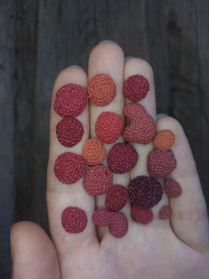Set of miniature corals shades of red, tiny corals for diorama, dollhouse or resin art