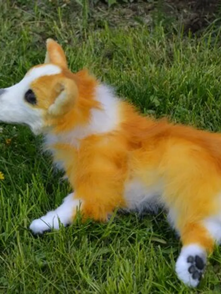 Corgi dog. Stuffed toy dog.