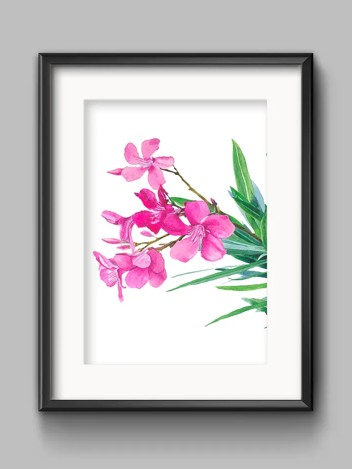 Oleander flowers on a white background Watercolor botanical Clipart Poster Design