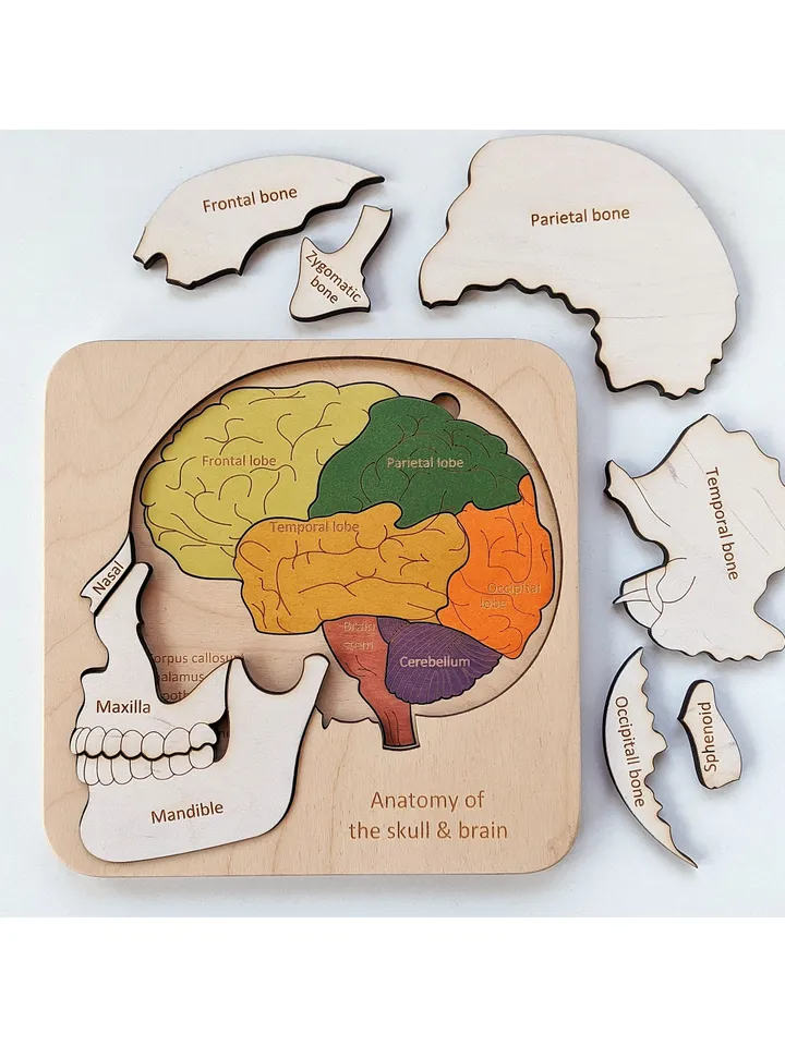 Wooden Puzzle Skull Brain structure puzzle Montessori Wooden puzzle Anatomy game science play