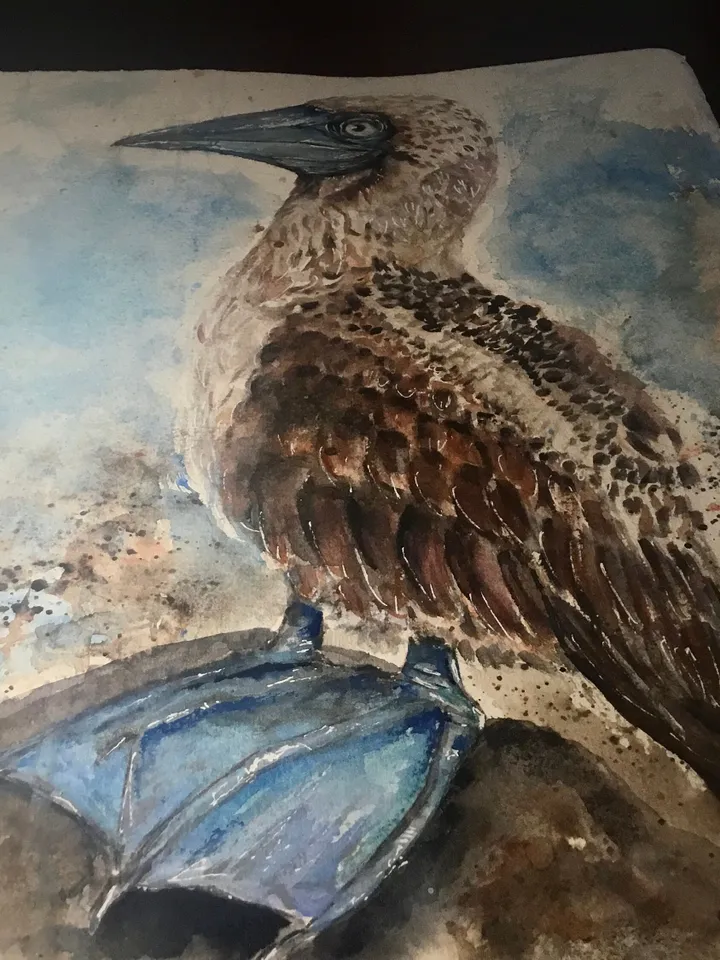 Blue footed booby original watercolour painting,exotic birds painting,birds wall decoration,interier design,unique handmade gifts.