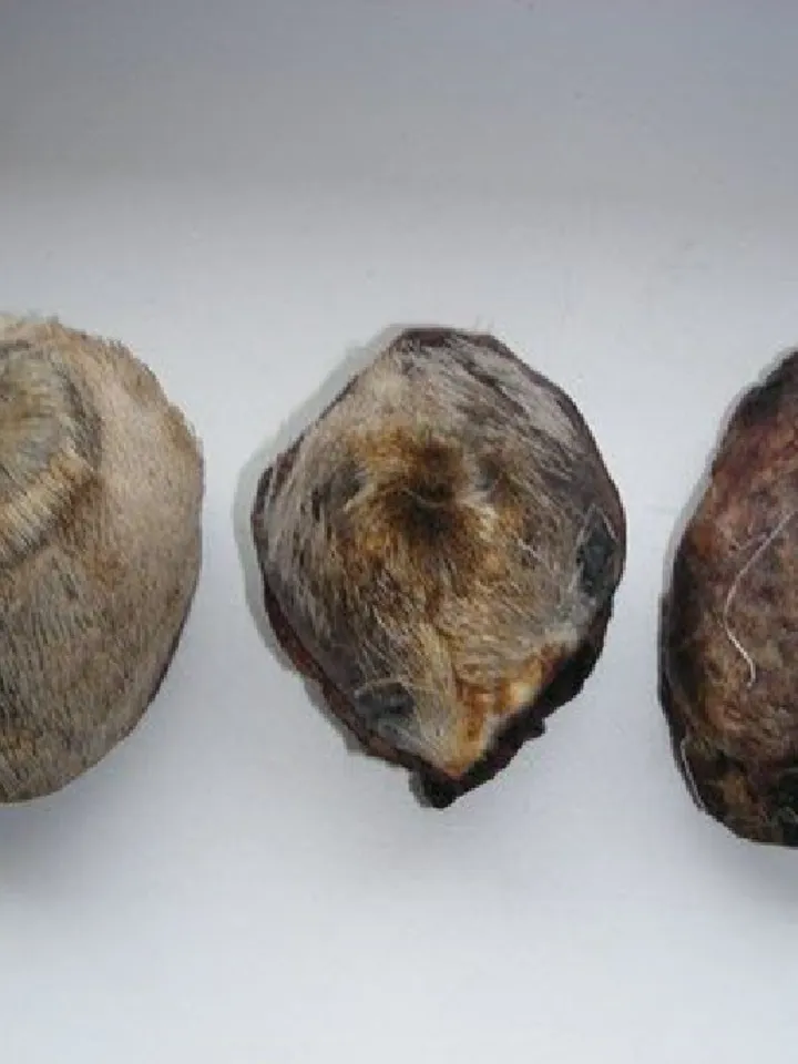 Musk musk deer (pure) 1 gram